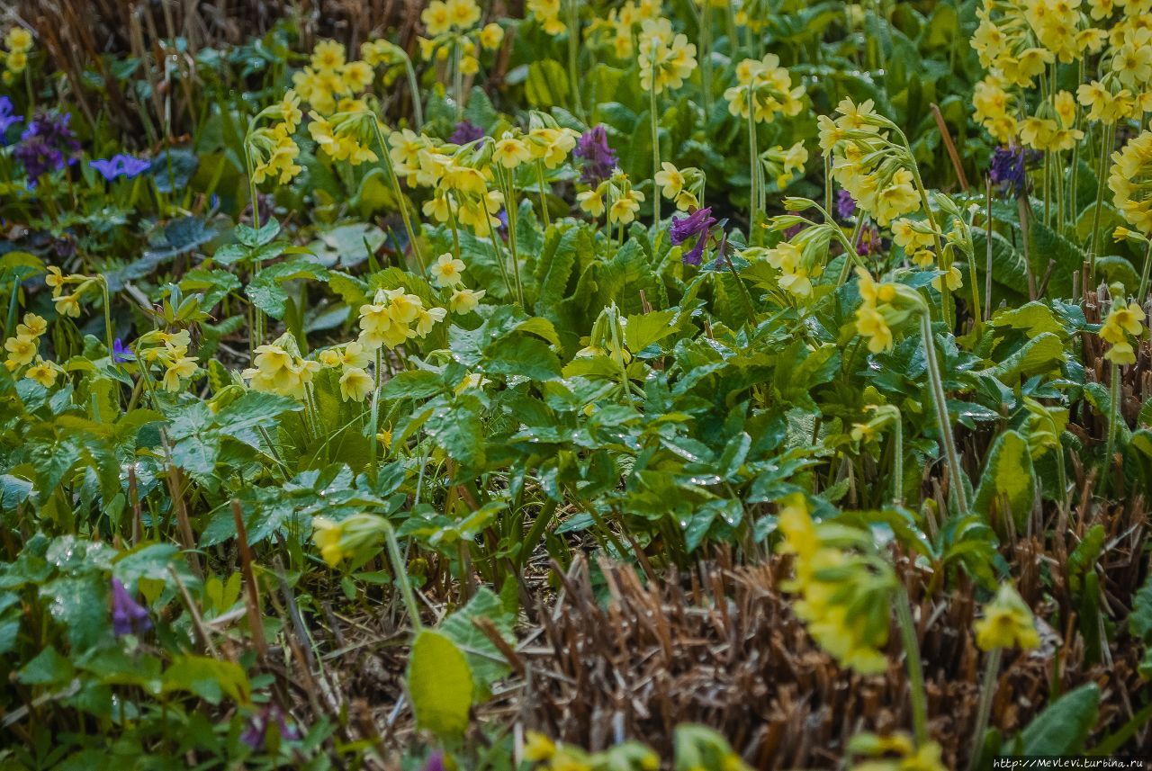 В апреле в ботаническом Рига, Латвия