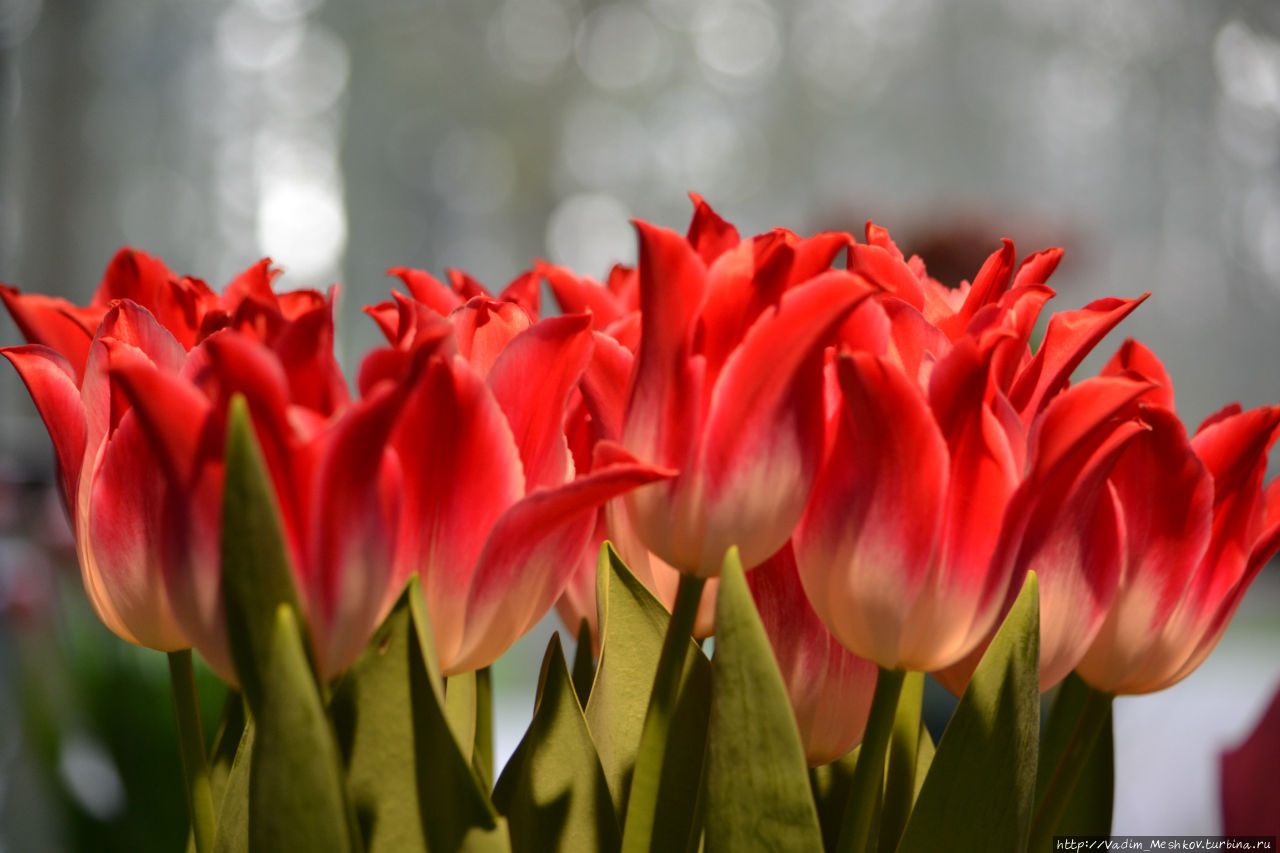Цветущие тюльпаны крупным планом. Кёкенхоф, Нидерланды