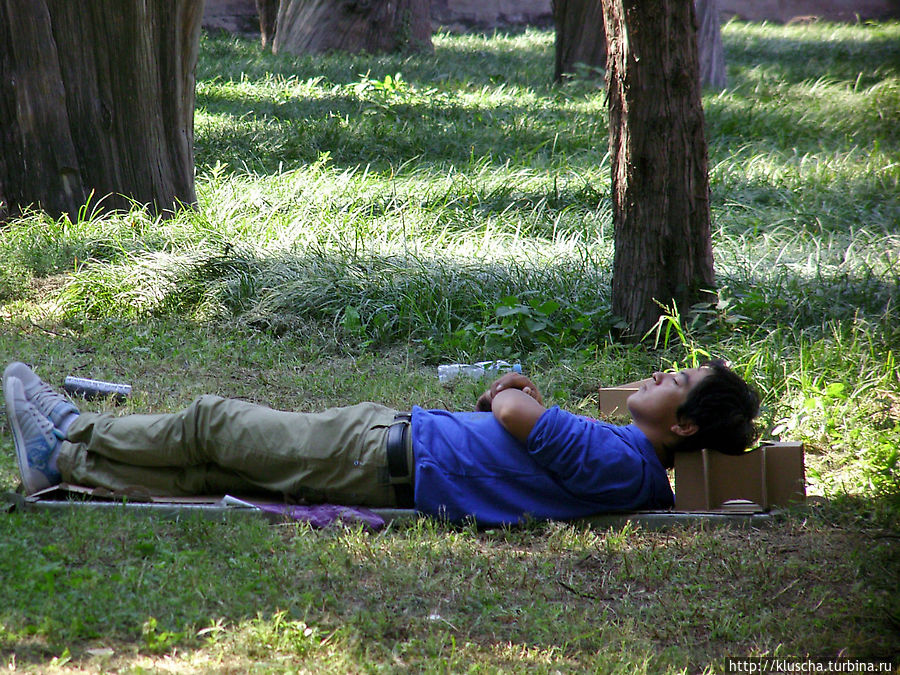 А этот решил поспать в тени деревьев Пекин, Китай