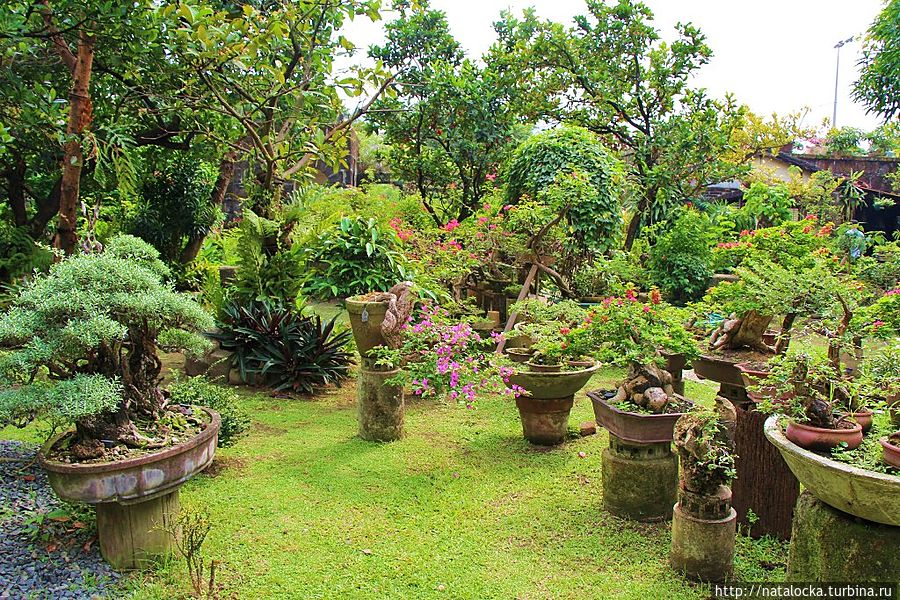 Сад Бонсай в Маниле Манила, Филиппины