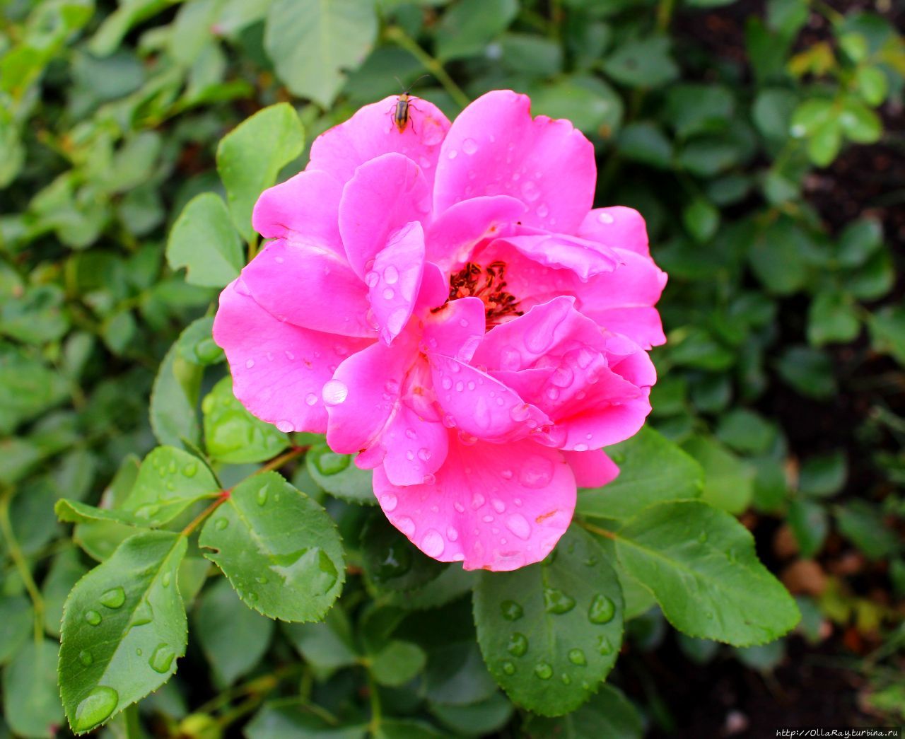 Floribunda Play Rose Meil