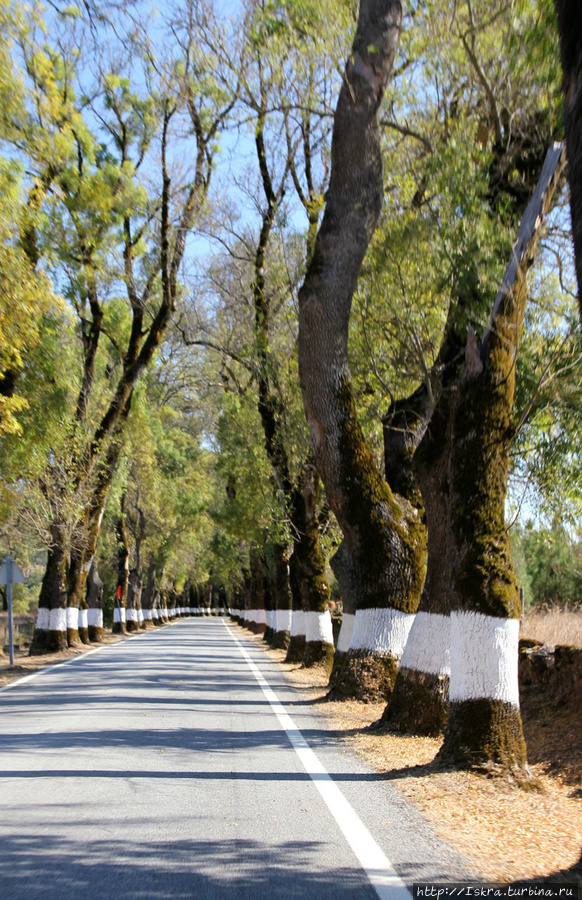 Несмотря на октябрь, дорога на Марвао встречает нас такими вот первомайскими деревьями Марвау, Португалия