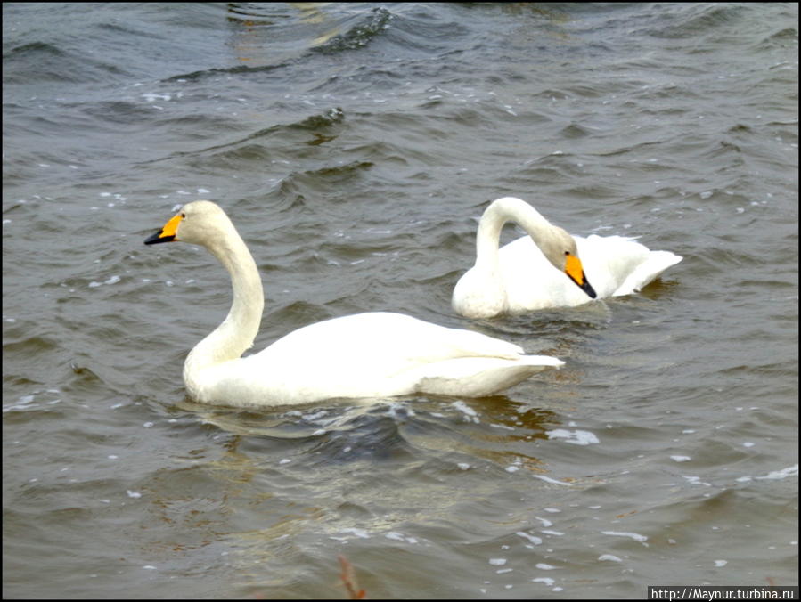 Пусть  летят  по  небу  лебеди... Южно-Сахалинск, Россия