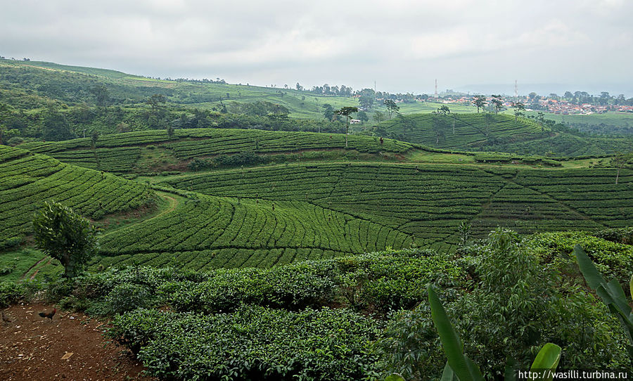 Чайные плантации. Ява, Индонезия