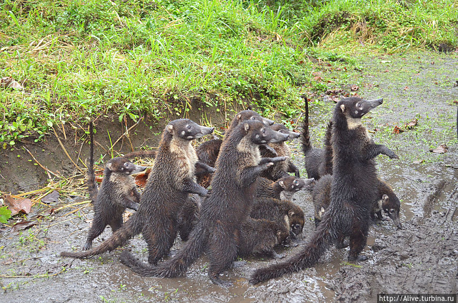 Ох уж эти коати, снова требуют таксу за проезд :) Коста-Рика