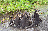 Ох уж эти коати, снова требуют таксу за проезд :)