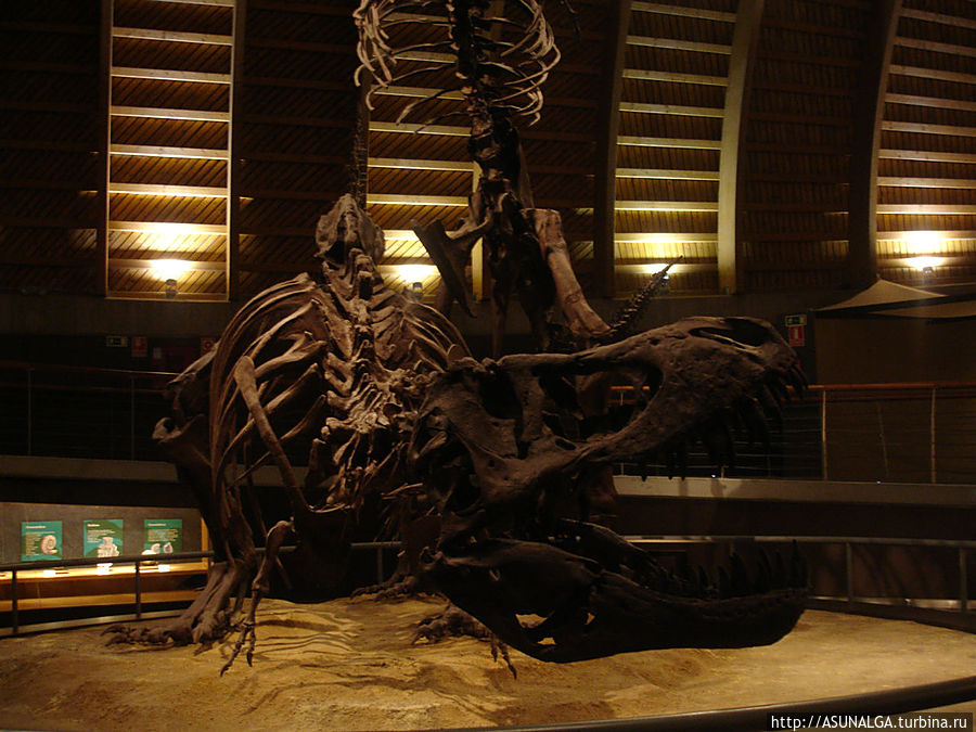 Музей разделён на четыре секции. Первая содержит 150 ископаемых следов, найденных на побережье, вторая имеет 200 скелетов динозавров, крокодилов, рыб и черепах, третья содержит 103 ископаемых растения и одиннадцать фрагментов ствола дерева, а последний — около 6000 беспозвоночных ископаемых. Некоторые модели озвучены, например: тираннозавры, гиганотозавр, дейноних.