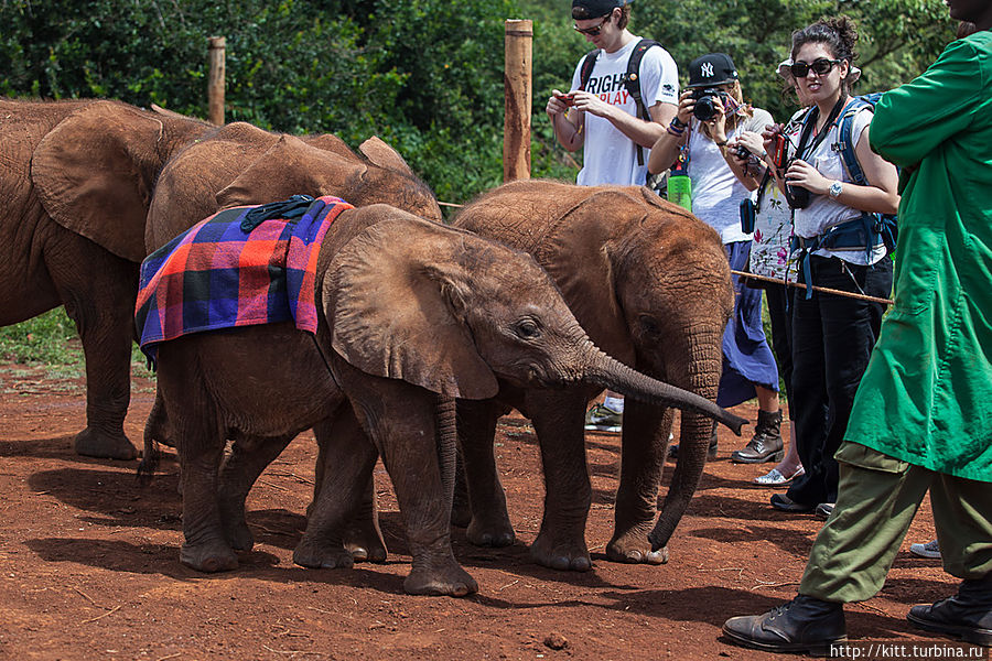 Утолив жажду слонята сами идут общаться с людьми Найроби, Кения