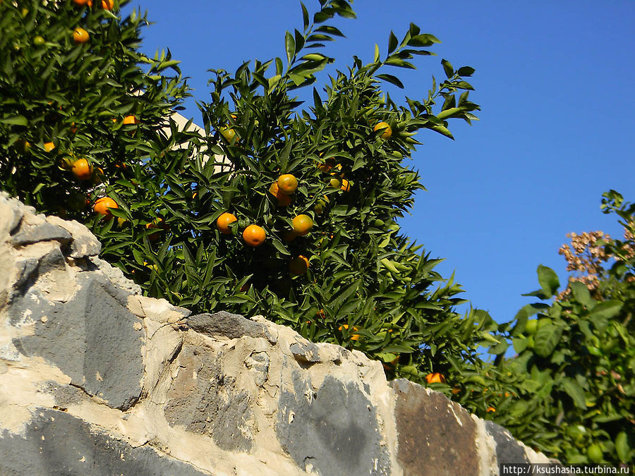 фрукты созревают... Кфар-Кама, Израиль