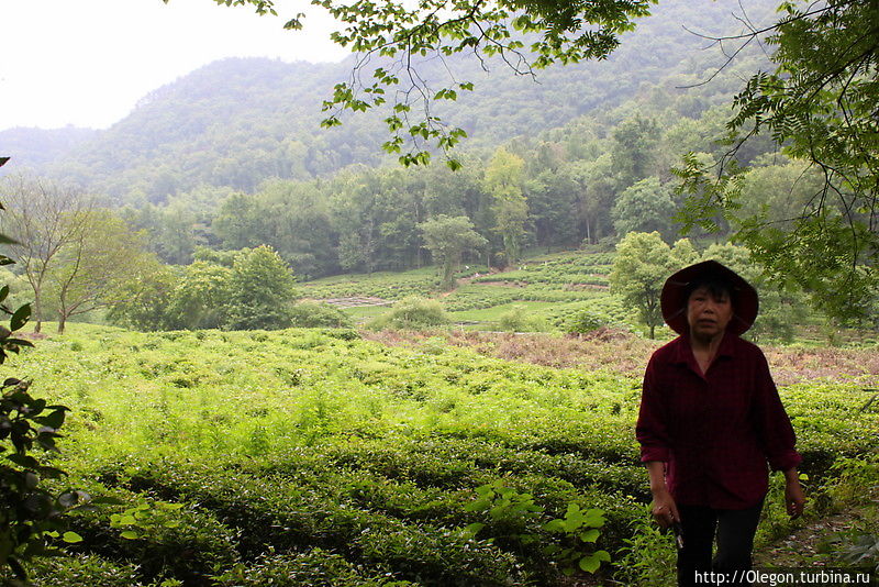 Чайные плантации Лунцзинь Колодец Дракона Ханчжоу, Китай