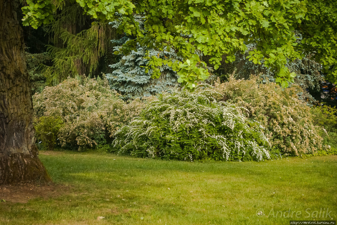 Ботанический сад в июне Рига, Латвия