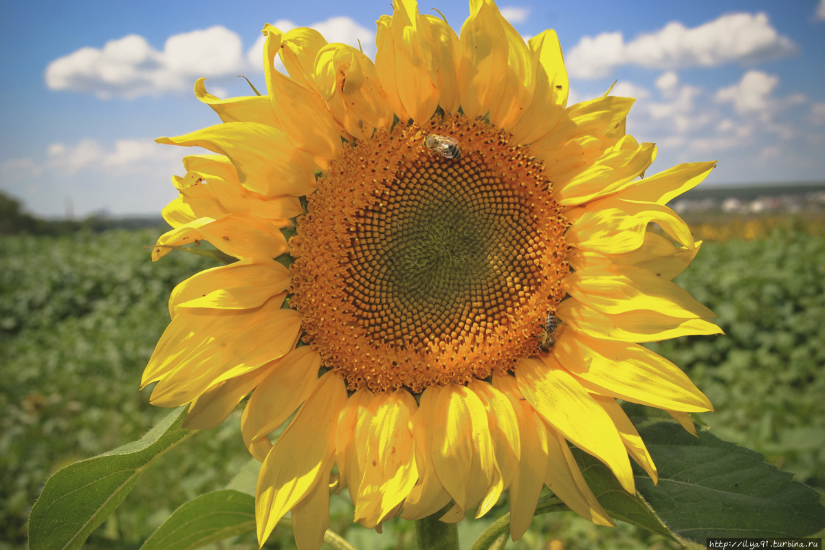 Подсолнух в полях Воронежской области. Снято на Nikon d 3100. Условия съемки: разгар жаркого летнего дня. Сочи, Россия