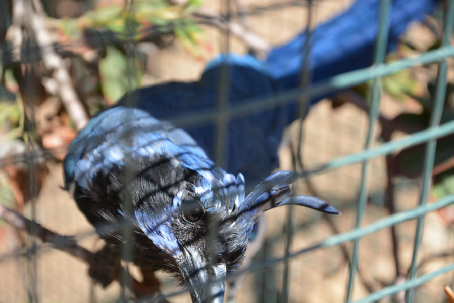 Синяя птица Счастья Афины, Греция