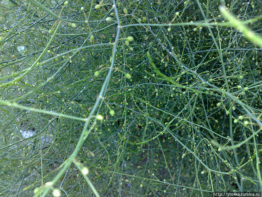 Благодатные капли дождя Раменское, Россия