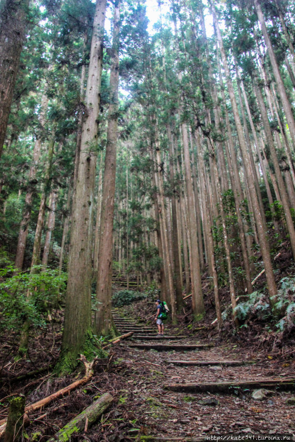 Часть 1. Долгая дорога и пилигримский путь Кумано Кодо Натикацуура, Япония