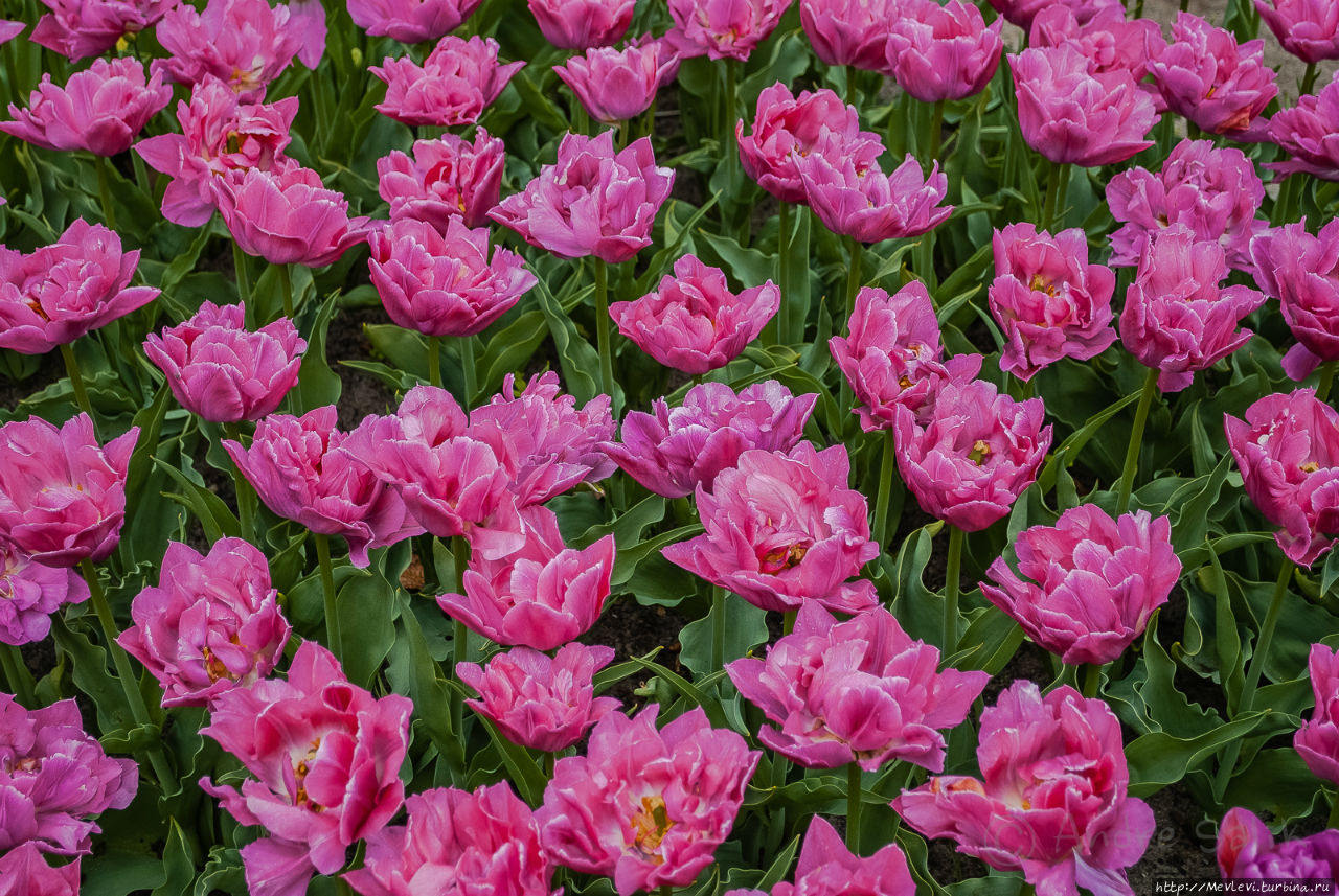 Тюльпаны в Юрмале Юрмала, Латвия