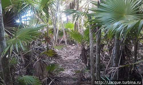 тропа в сельве