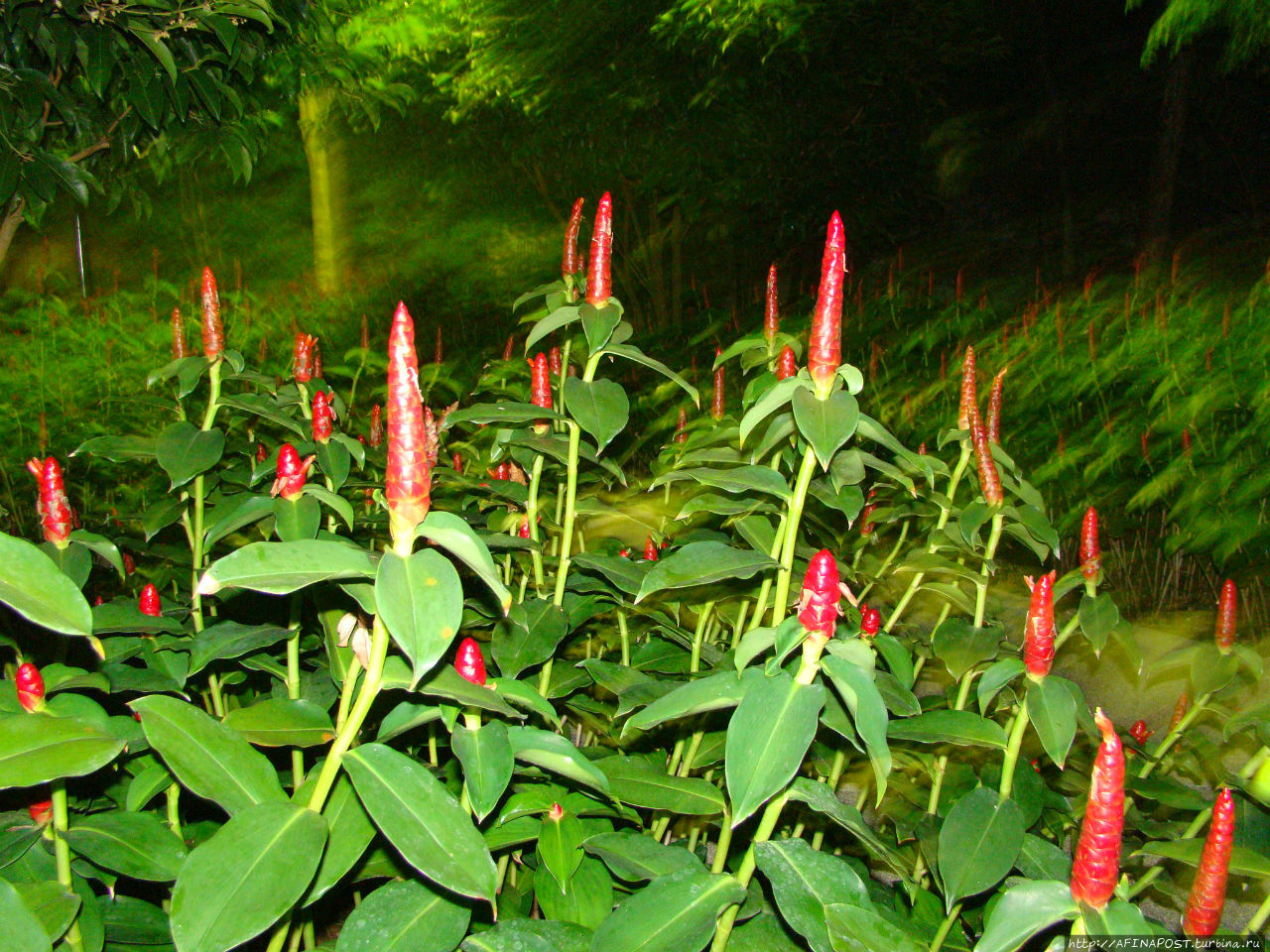 Цветочный рай 