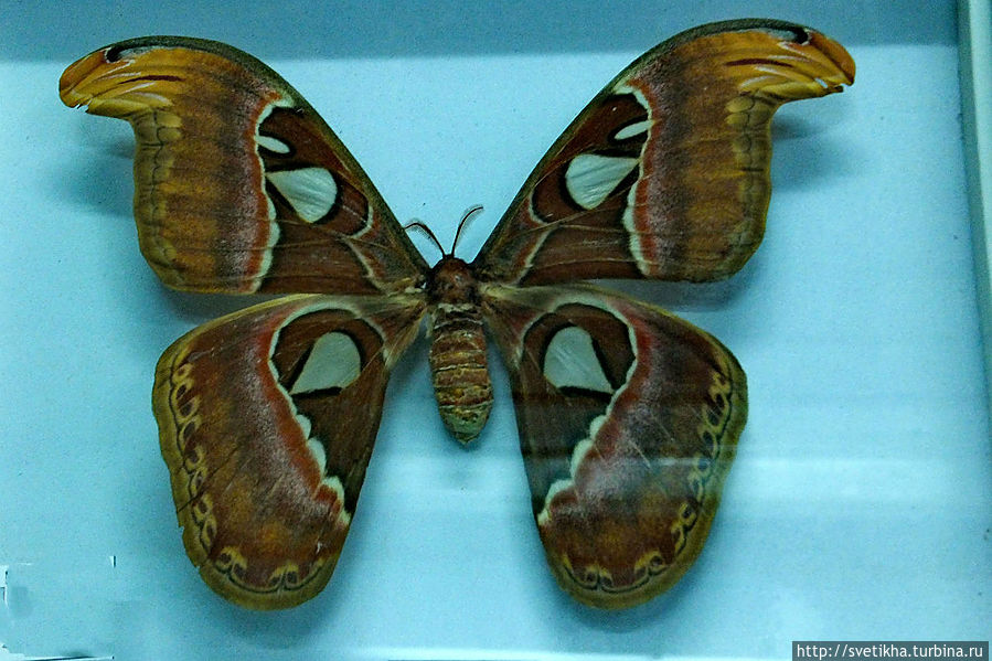 Самая крупная бабочка- Император. Вьетнам
