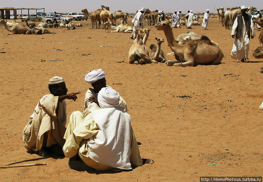 торговля стадами верблюдов Хартум, Судан