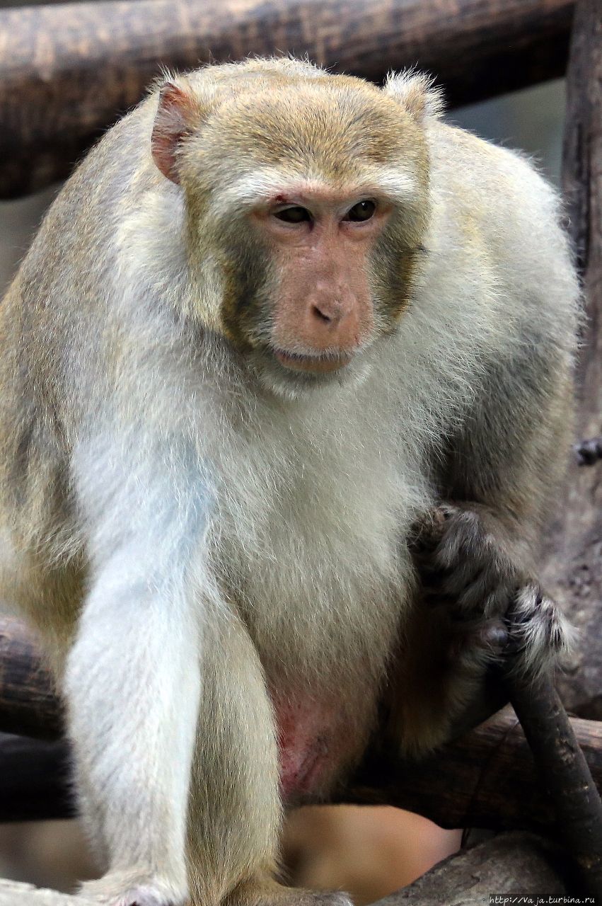 Звериный калейдоскоп.  Приматы Чиангмай, Таиланд