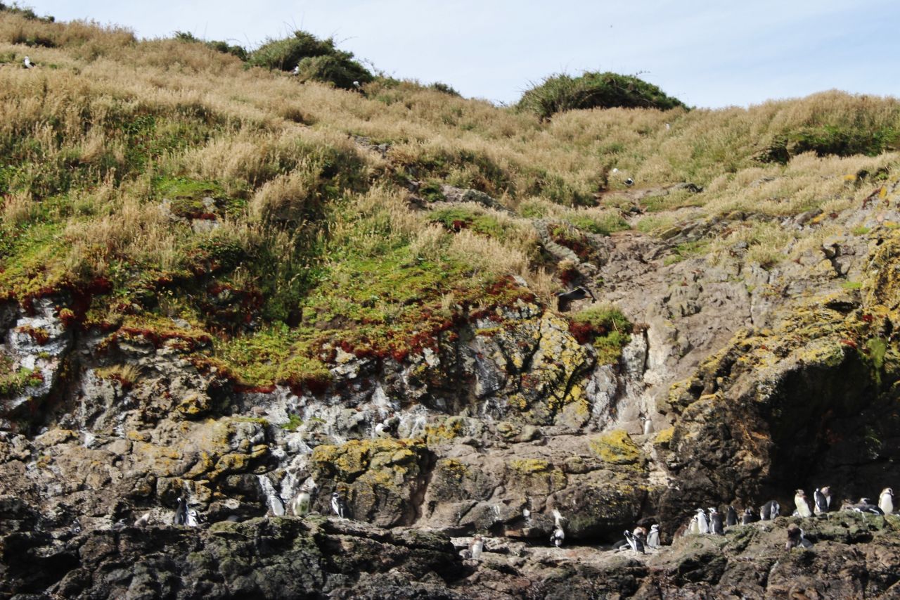 Пингвиний заповедник Пуньиуил Острова Пуньиуил Природный Монумент, Чили