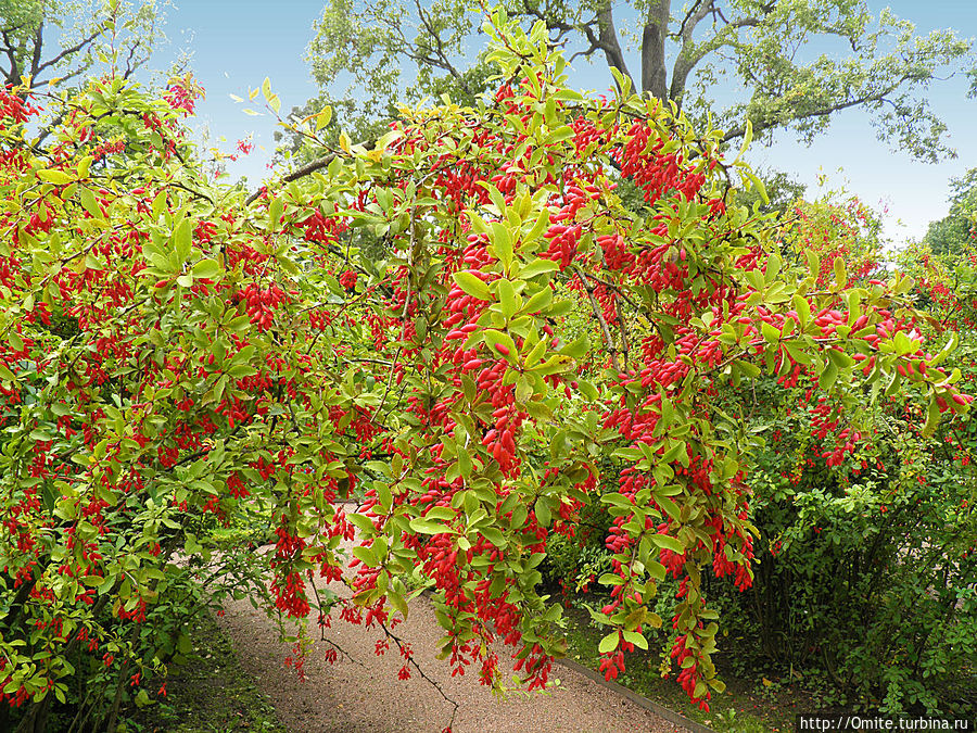 Собственный садик императрицы — бабушки королевской Европы Павловск, Россия