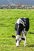 Корова на сочном лугу острова Терсейра