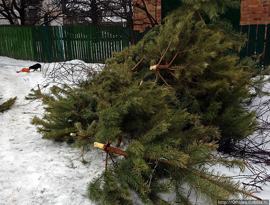 Выбрасывая елку, выбрасывайте только елку Киевская область, Украина