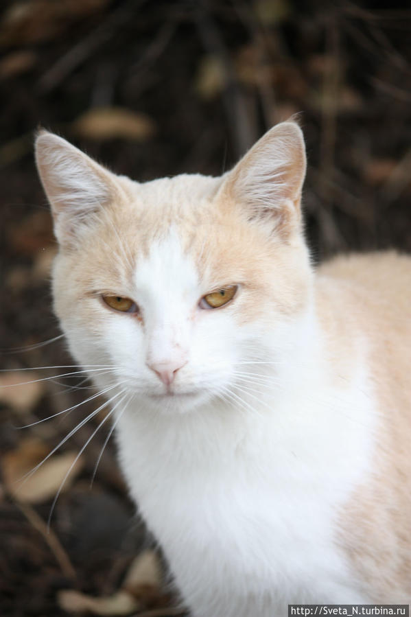 Котики захватили Крым! Республика Крым, Россия