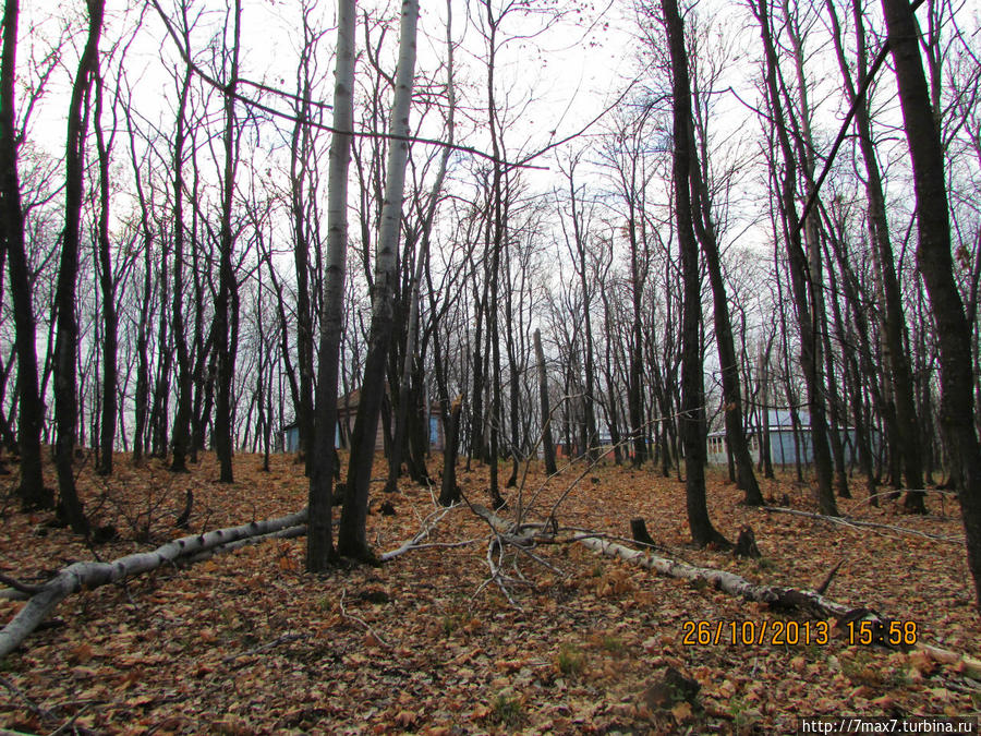 В осеннем лесу Саратов, Россия
