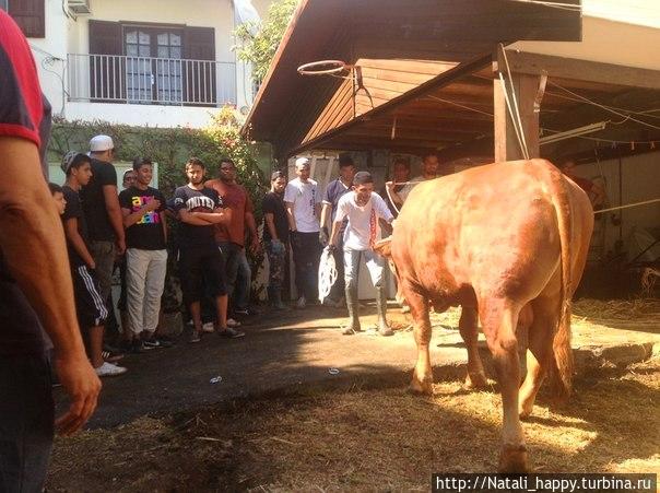 Курбан-Байрам. Реюньон