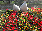 Сад Кёкенхоф, расположенный на 32 гектарах земли, знаменит на все Нидерланды своими цветами и большими тюльпановыми полянами. В парке посажено 4,5 миллиона тюльпанов 100 различных разновидностей.