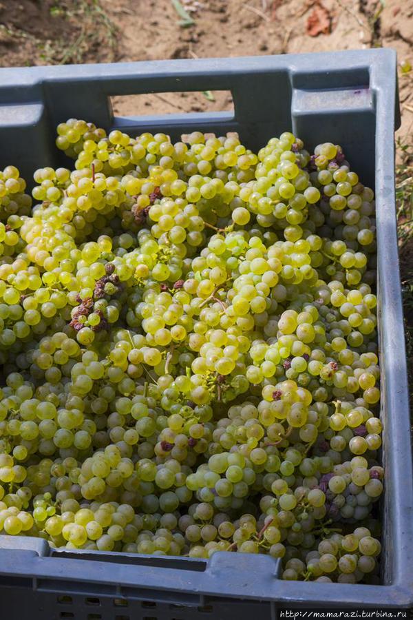 В 1 корзину помещается около 15 кг винограда Тургень, Казахстан