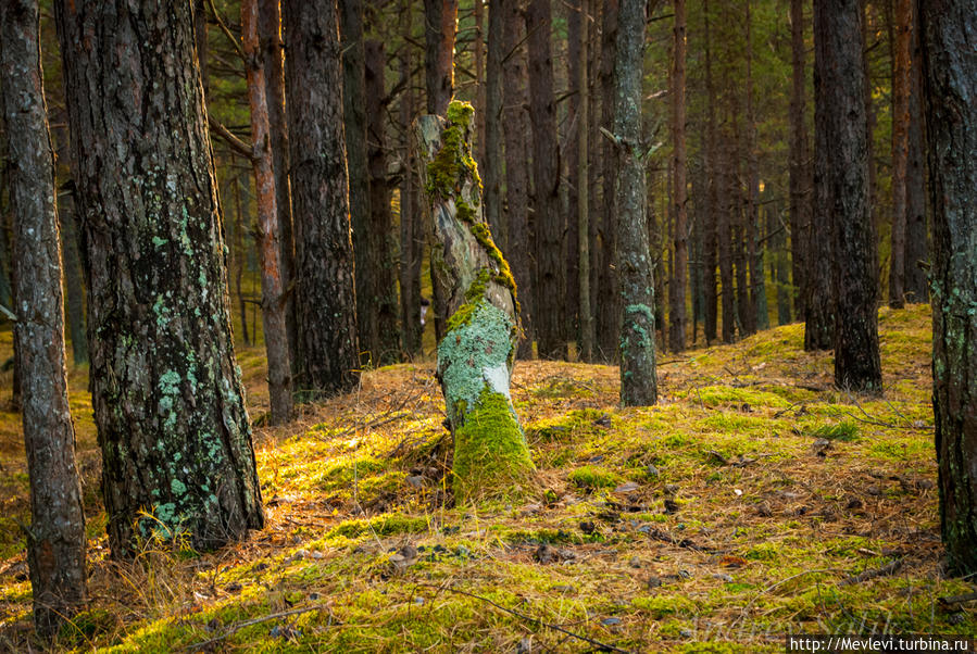 В дюнах Юрмала, Латвия