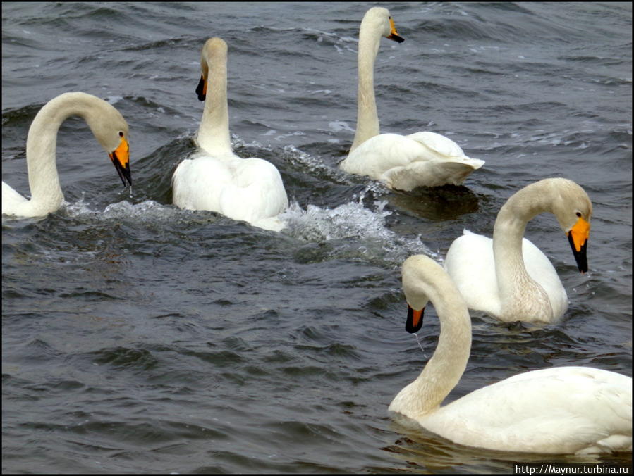 Пусть  летят  по  небу  лебеди... Южно-Сахалинск, Россия