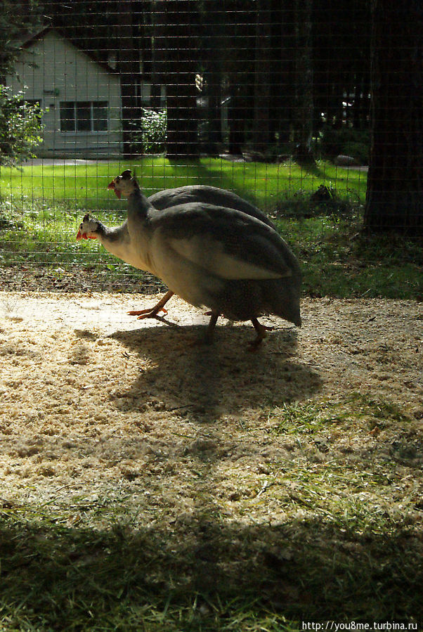 Поймайте мне кролика Нижегородская область, Россия