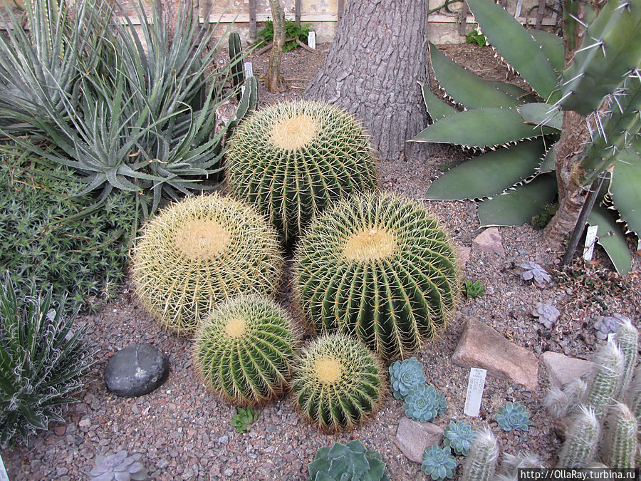 Оранжерея кактусов и суккулентов