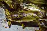 Фастфуд на набережной Ситсоват-Квэй. Жареный гигантский водяной жук. Фото из интернета