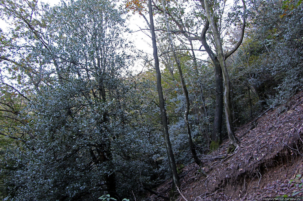 Лесистые склоны горы святого Джорджио