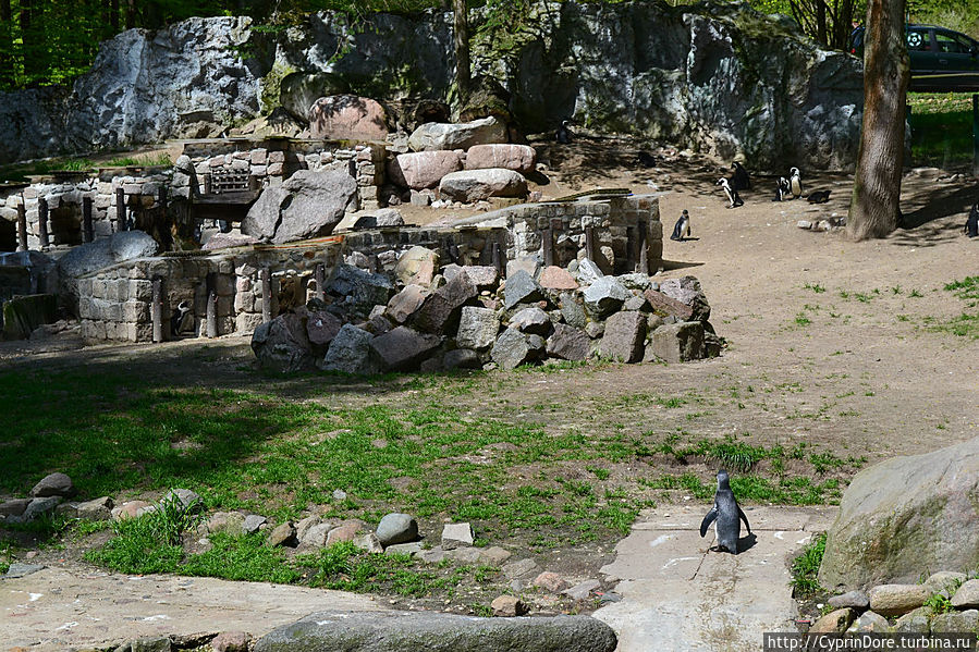 Сразу же расположен вольер с пингвинами Гданьск, Польша