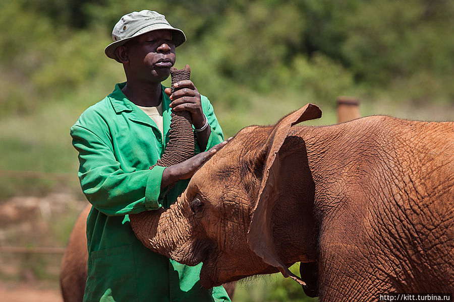 Почему-то слонята очень любят, когда им дуют в нос Найроби, Кения