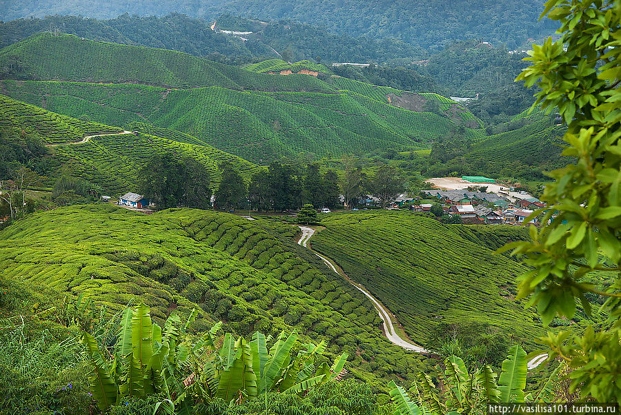 Чайные плантации — Sungai Palas Boh Tea Estate Танах-Рата, Малайзия