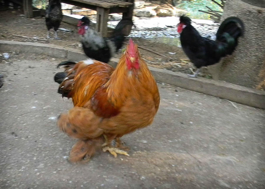 Просто суббота Тель-Авив, Израиль