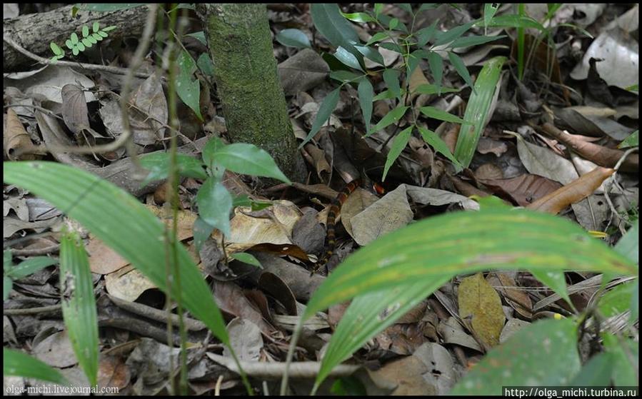 Это первые ядовитые змеи, которых мы встретили. Гватемала