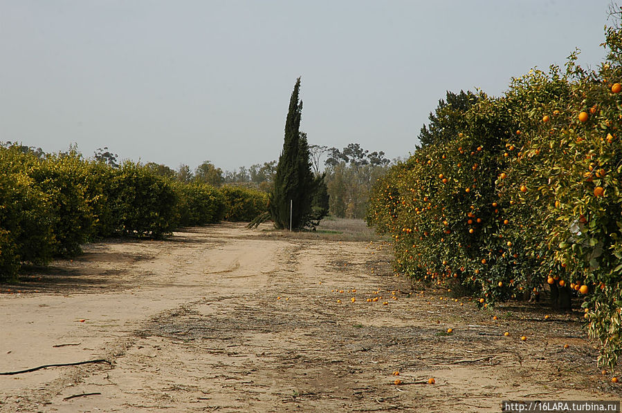 И тут же неподалеку есть апельсиновые сады — пардес. Рахат, Израиль