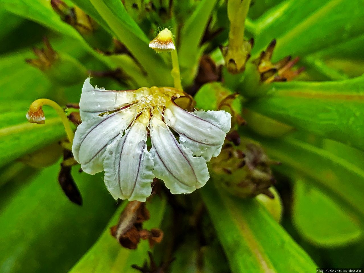 Мальдивы, жизнь над водой... Флора и фауна атоллов Фуравери, Мальдивские острова