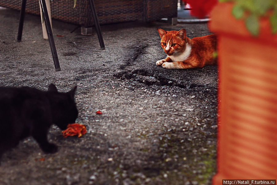 Возле одной из таверен, куда мы зашли отведать греческих морепродуктов, наблюдала забавную сцену :)))