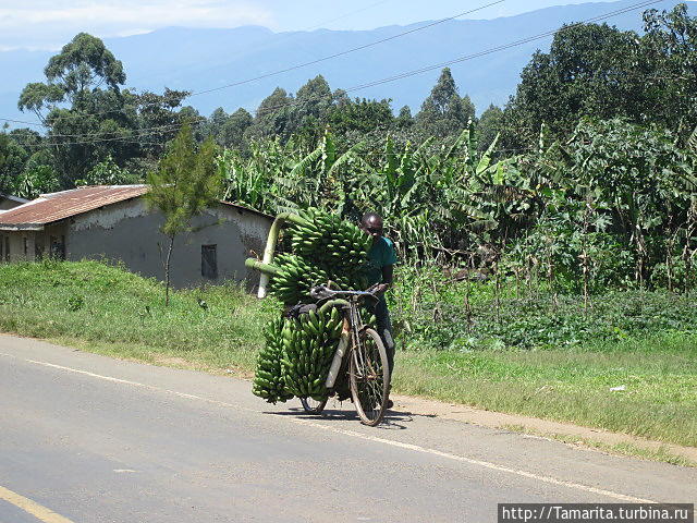 Шокирующая Африка. Тернистый путь к пигмеям Кабале, Уганда