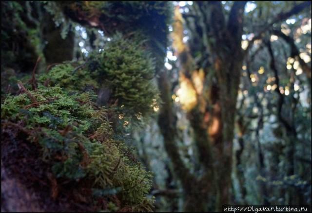 Лесные истории Филиппины